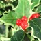 Set of 4: Artificial Holly Bush with 525 Lifelike Silk Leaves & 56 Red Berries | 23-Inch | Green & White | UV Resistant | Indoor/Outdoor Use | Faux Greenery | Home & Office Decor